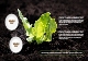 신선한 채소 샐러드 야채 배경 그린 푸드 컨셉 PPT 파워포인트 템플릿(by Agipangda)   (4 )